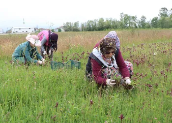 Topraktan çıkan altın: Kilosu 2 bin TL