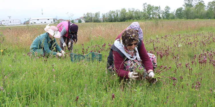 Topraktan çıkan altın: Kilosu 2 bin TL
