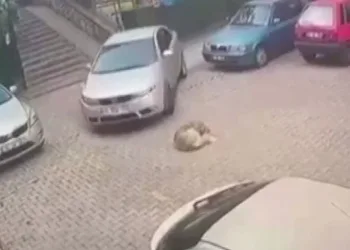 Yerde yatan köpeği otomobiliyle ezdi