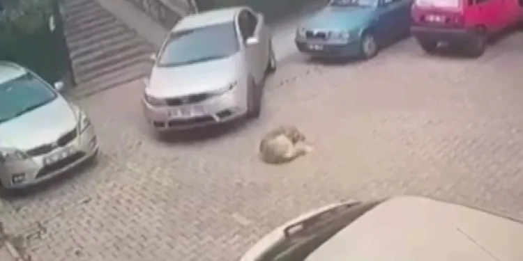 Yerde yatan köpeği otomobiliyle ezdi