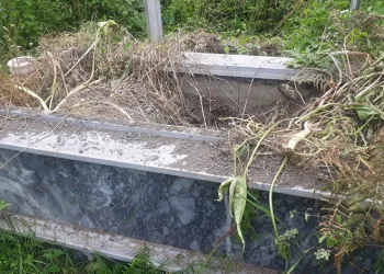 Kastamonu’da ayılar mezarlara dadandı