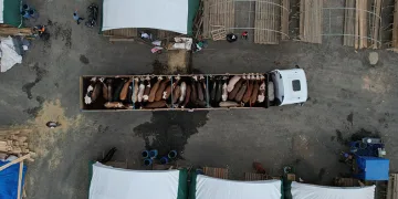 Kurbanlıklar pazara gelmeye başlandı