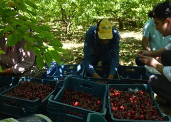 Kiraz hasadı başladı