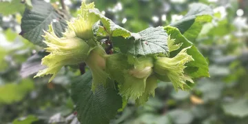 Hastalık rüzgarla taşınıyor