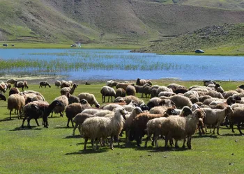 Yörükler yaylalara yerleşmeye başladı