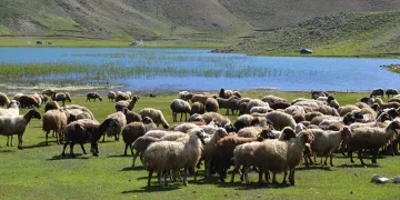 Yörükler yaylalara yerleşmeye başladı
