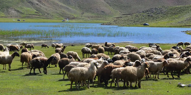 Yörükler yaylalara yerleşmeye başladı