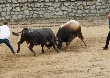 Boğa güreşleri renkli görüntülere sahne oldu