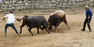 Boğa güreşleri renkli görüntülere sahne oldu