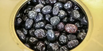 Gemlik zeytininin marka değeri artacak