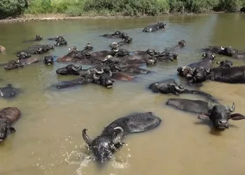 Afrika değil Muş Ovası