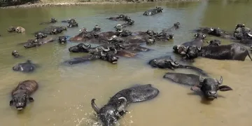 Afrika değil Muş Ovası