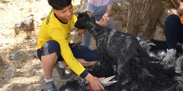 Sıcak havalardan etkilenen oğlaklar kırkılıyor