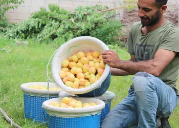 Sarı altının hasadı başladı