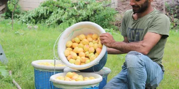 Sarı altının hasadı başladı