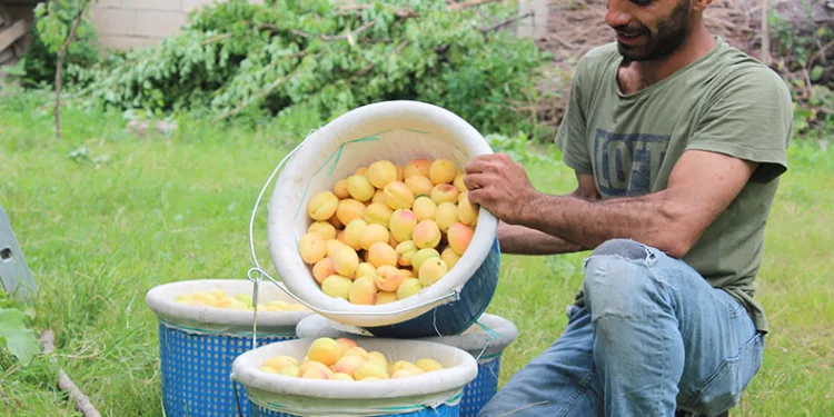Sarı altının hasadı başladı