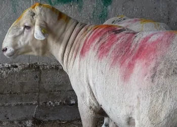 Bursa’nın en ağır kurbanlığı 1 ton 50 kilogram