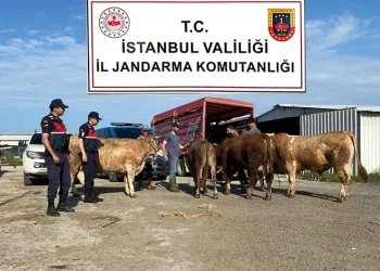 Çalınan kurbanlıklar jandarma ekipleri tarafından bulundu