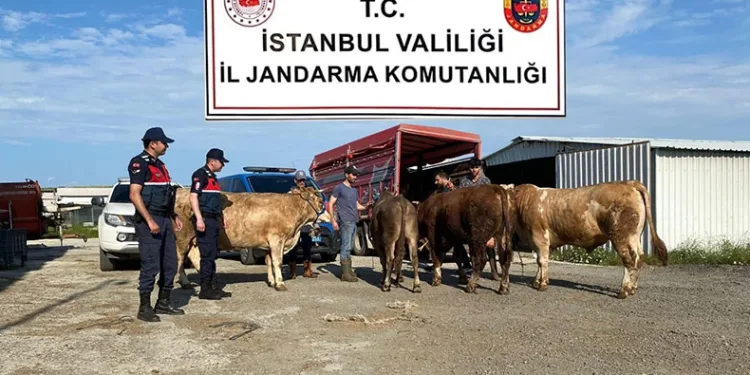 Çalınan kurbanlıklar jandarma ekipleri tarafından bulundu
