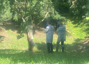 Ağaca asılı erkek cesedi buldular