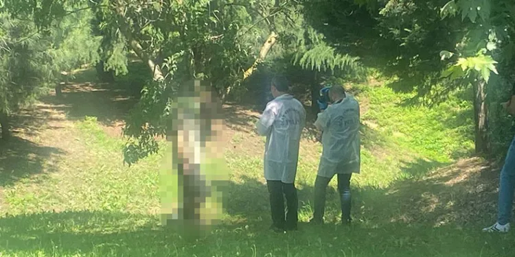 Ağaca asılı erkek cesedi buldular