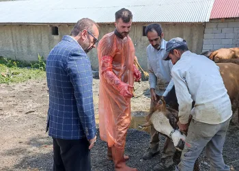 97 büyükbaş ihtiyaç sahiplerine ulaştırılacak