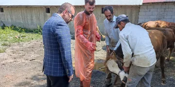 97 büyükbaş ihtiyaç sahiplerine ulaştırılacak