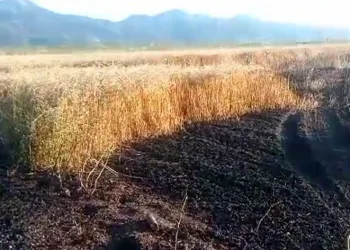 15 dönüm küle döndü