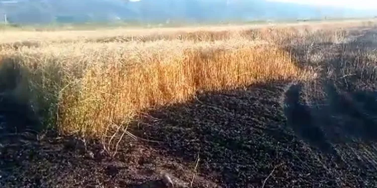 15 dönüm küle döndü