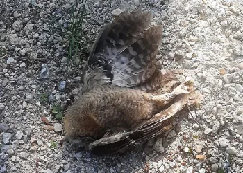 Baykuşları öldürüp yola attılar