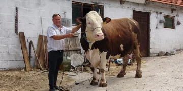 1.6 tonluk boğa, 210 bin TL’ye satıldı