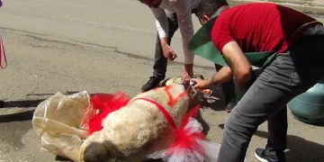Geline süslü koç gönderme geleneği