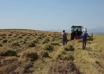 Siirt’te bayramda da hasat sürüyor