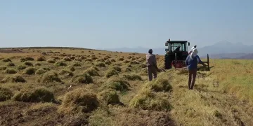 Siirt’te bayramda da hasat sürüyor