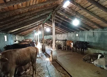 97 büyükbaş ihtiyaç sahiplerine ulaştı