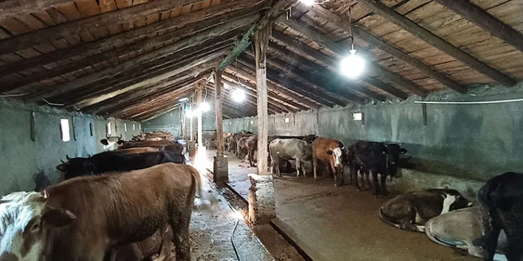 97 büyükbaş ihtiyaç sahiplerine ulaştı