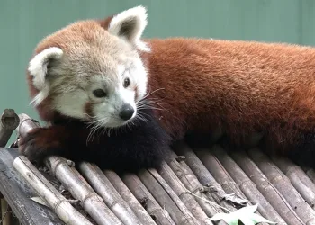 Bursa’daki kızıl pandaların keyfi yerinde