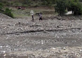 Sağanak yağış çeltik arazilerine zarar verdi