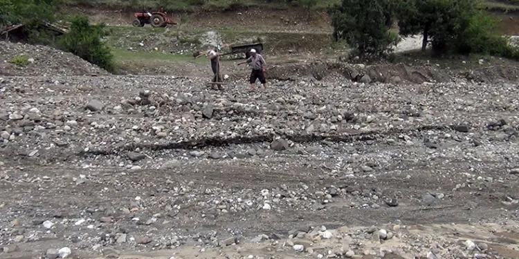 Sağanak yağış çeltik arazilerine zarar verdi