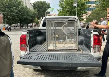 Bahçeye düşen gri balıkçıl tedavi altına alındı