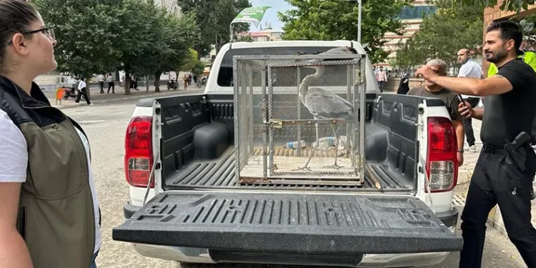 Bahçeye düşen gri balıkçıl tedavi altına alındı