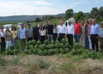 Didim’de erkenci karpuz hasadı yapıldı