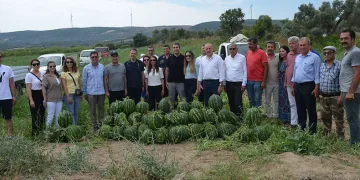 Didim’de erkenci karpuz hasadı yapıldı