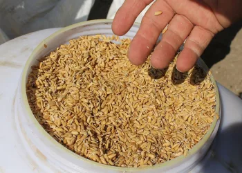 Çeltik ekimleri başladı
