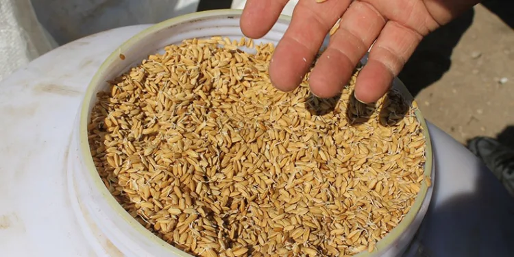 Çeltik ekimleri başladı