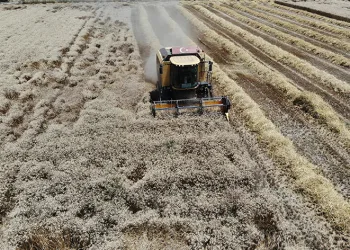 Hasat için zamanla yarışıyorlar