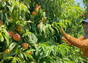 Hatay’da şeftali hasadı başladı