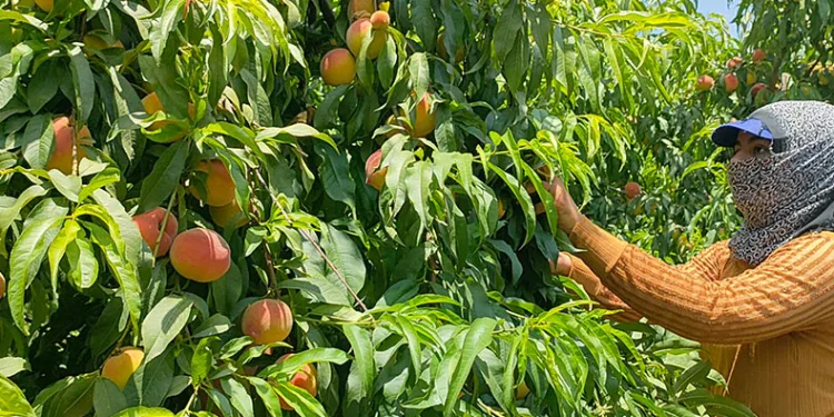 Hatay’da şeftali hasadı başladı