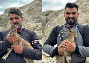 Yeni doğan yavru dağ keçisi gülümsetti