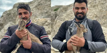 Yeni doğan yavru dağ keçisi gülümsetti